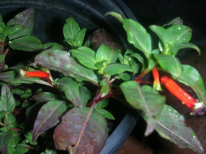 10 Firecracker Cigar Plant (Cigarette/Mexican Cigar) Cuphea Ignea Flower Seeds
