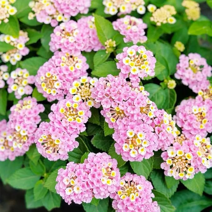200+Perennial Mix Lantana Flowers Seeds for Planting Outdoors Home Garden