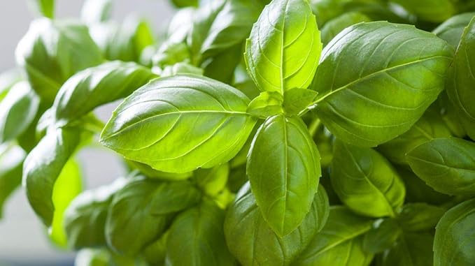 Seeds Lemon Basil Herb Non GMO Heirloom for Planting