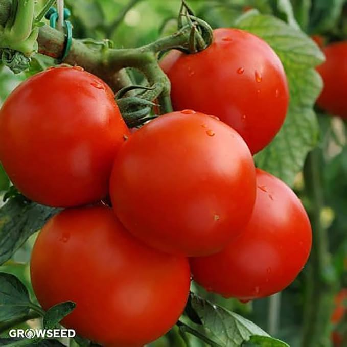 Delicious Tomato Seeds - Large Tomato - One of The Most Delicious Tomatoes for Home Growing, 100+ Seeds