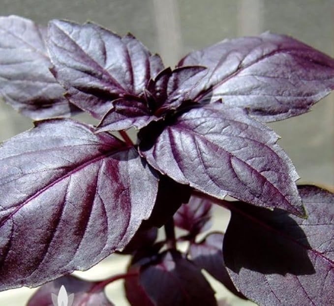 Seeds4planting - Seeds Opal Basil Purple Indoor Herb Non GMO Heirloom for Planting