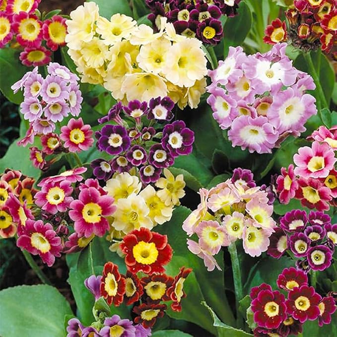 1000+ Perennial Mix Gloxinia Brocade Flower Seeds for Planting-Low Maintenance Flower Seeds for Home Garden-Great for Shaded Gardens & Cut Flower Arrangements