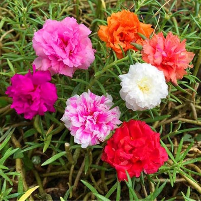 Mixed Moss Rose Seeds 1000 Seeds ‘Portulaca Grandiflora’ Flowers for Bonsai Garden Balcony Heat Drought Tolerant Fast-Growing Ground Cover Low-Maintenance