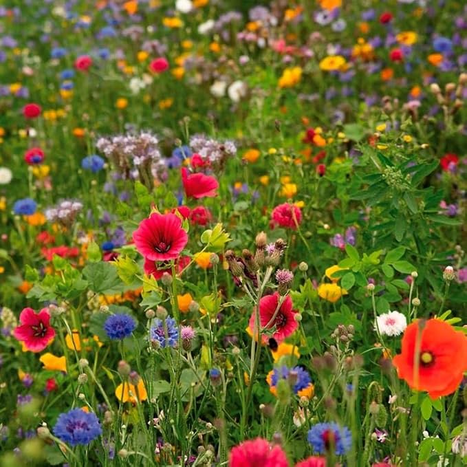 Park Seed Easy DIY Planting Sow Effortless Collection Seed Mats, Pollinator Mix