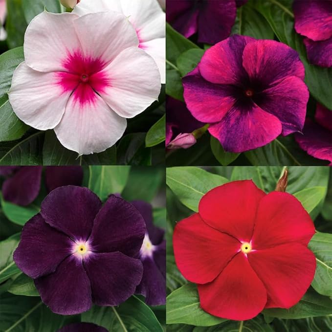 50+Periwinkle Vinca Seed for Planting Garden Flowers Ground Cover Plants