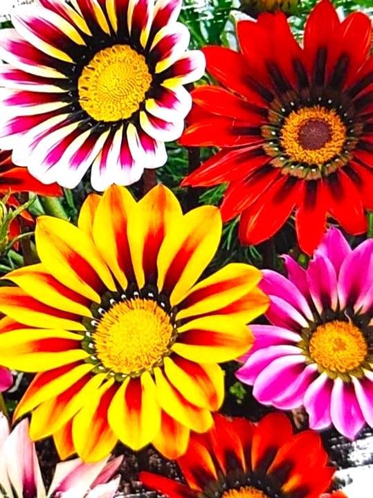Showy Multicolor Gazania Seed Mix 100+ Seeds for Planting Non-GMO
