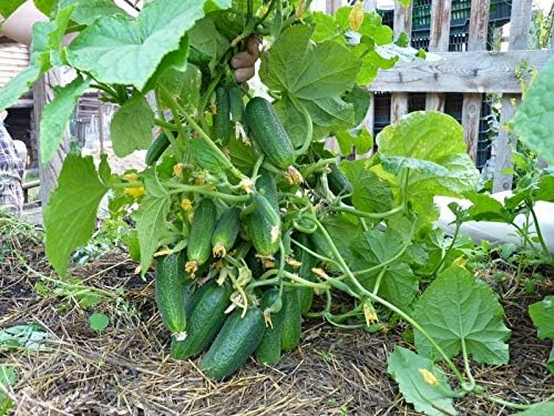 Seeds Vegetable Bush Type Cucumber 45 Days for Pickling Planting Non GMO - 40 Seeds