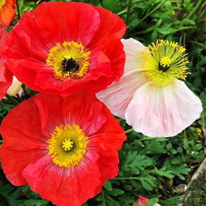 11000+ Seeds Poppy Flower Seed Mix for Planting-Non-GMO Heirloom Plant Seeds Garden Outdoor