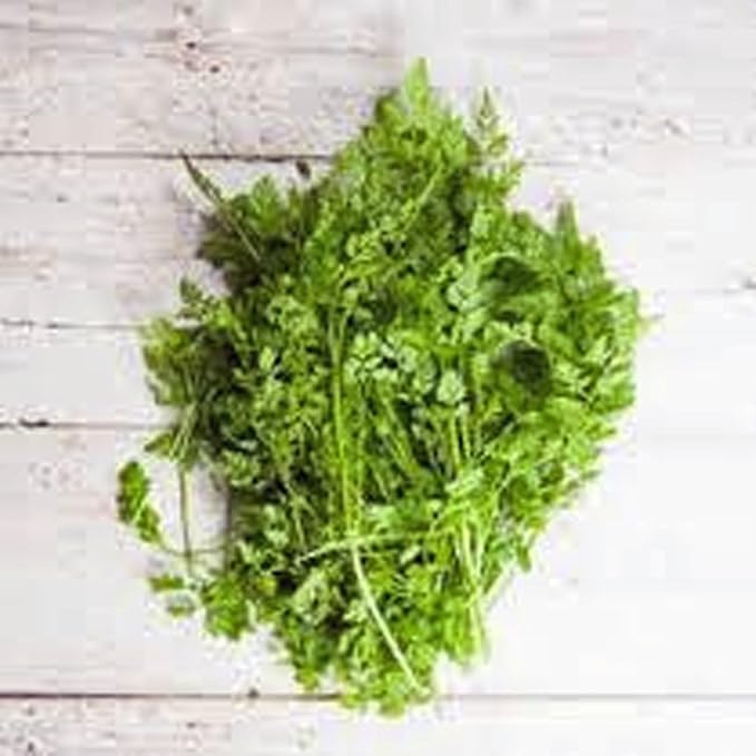 Chervil Seeds, Herb, 100+ Seeds Non GMO, Use The herb Fresh to Flavor vinaigrettes.