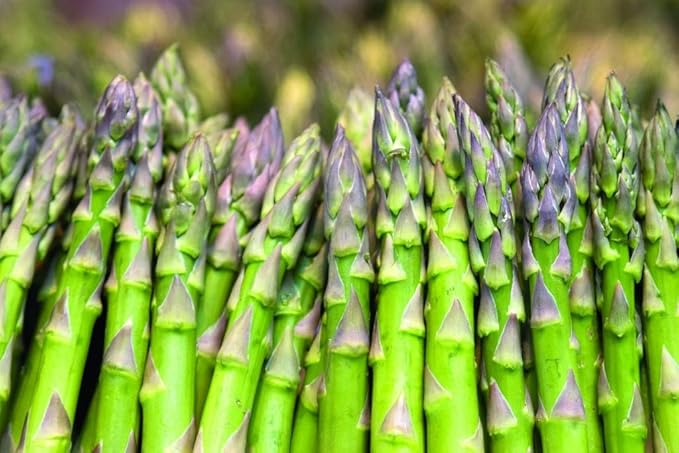 CEMEHA SEEDS - Seeds Green Asparagus Sparrow Grass Non GMO Vegetable for Planting