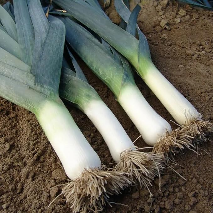 SeedsUP - 300+ Seeds Leek Autumn Giant Onion - Vegetable Green