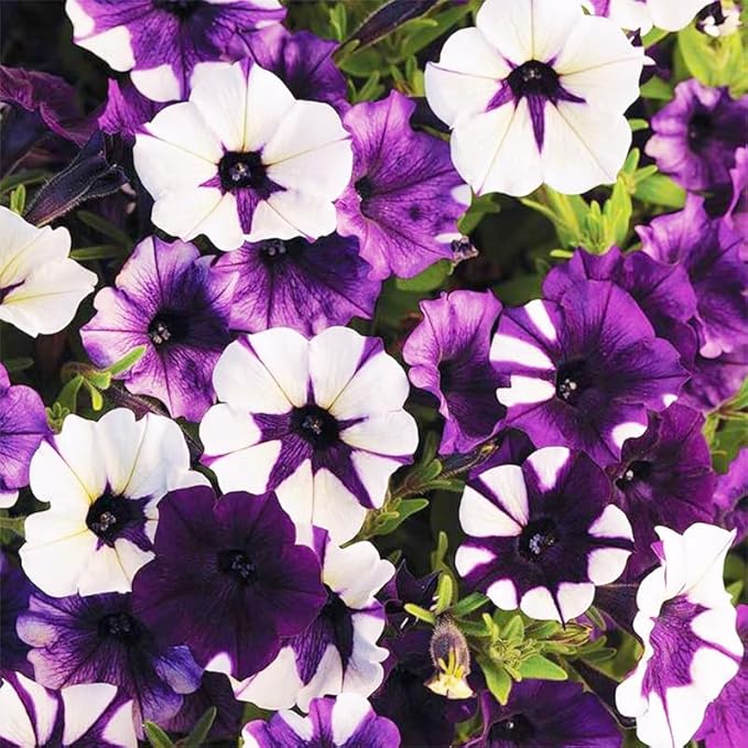 300+ Annual Petunia Superstar Flower Seeds - Petunia Flower Seeds, Flowering Plants for Home Garden Outdoor Planting and Cultivation