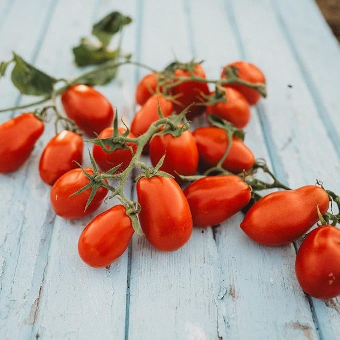 Martino's Roma Heirloom Sauce Tomato - 50 Seeds - Italian Heirloom Paste Tomato, Great for Canning, Non-GMO Heirloom Roma Tomato Seeds for Planting in The Home Garden, Thresh Seed Company