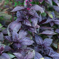 4000 Purple Dark Opal Basil Seeds; herb; Heirloom Non-GMO; Ornamental; Edible Landscape