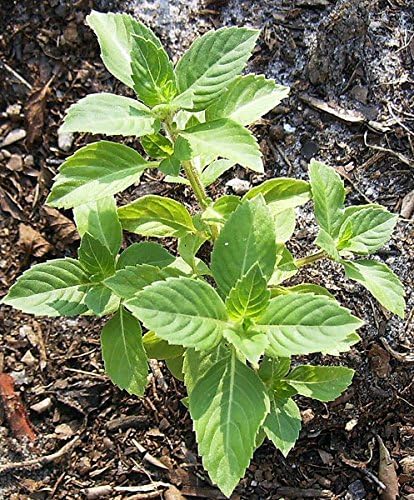 100 Indian Rama Holy Tulsi Sacred Herb Seeds Green Leaf Heirloom Non-GMO Tulasi, Grows Big, Super Fragrant Grown in USA Ocimum Sanctum