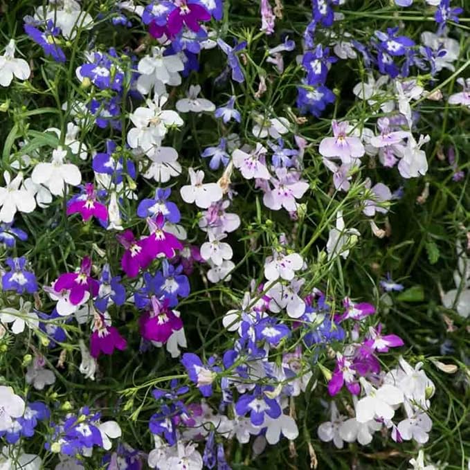 1000 X Mixed Lobelia Seeds for Planting Outdoor Grow Flowers in Pots Basket Gardens Multicolor Flowers Seeds