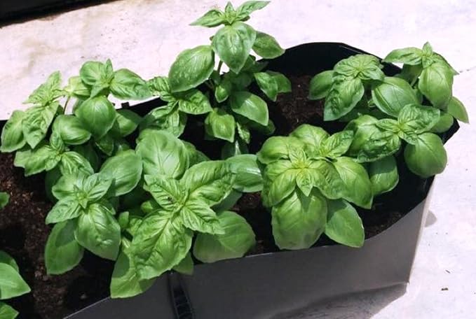 RAISE ME UP: Seeds Sweet Basil Indoor Green Herbs Non GMO Heirloom