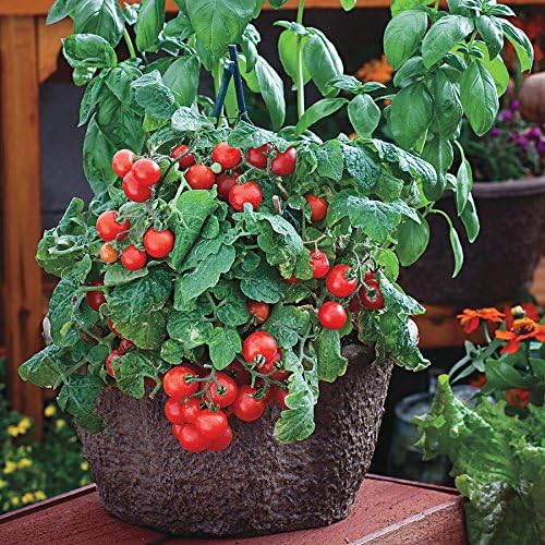 Park Seed Cherry Tomato Seeds, Planting Vegetables, Easy to Grow, Non-GMO, Variety of Colors and Sizes, Spring Garden, Red Robin, Pack of 30