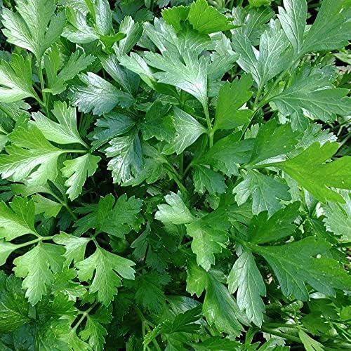 SeedsUP - 2000+ Seeds Italian Flat-Leaf Parsley Indoor for Pots Year-Round - 2000 Seeds - Herb Green
