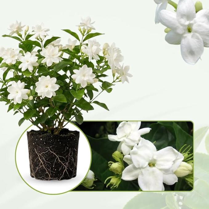 2 Maid of Orleans Jasmine Plants 4–8 Inch, Live Fragrant Jasmine Flowering Vine, Sweet Scented Blooms, Easy Care Indoor or Outdoor