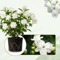 2 Maid of Orleans Jasmine Plants 4–8 Inch, Live Fragrant Jasmine Flowering Vine, Sweet Scented Blooms, Easy Care Indoor or Outdoor