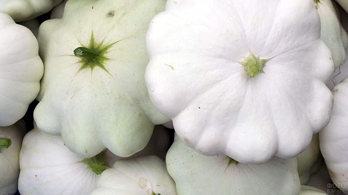 NIKA SEEDS - Seeds Vegetable White Patty Pan Squash Scallop Zucchini - 30 Seeds