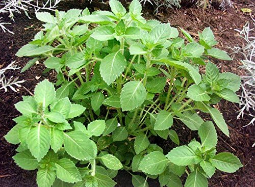 100 Indian Rama Holy Tulsi Sacred Herb Seeds Green Leaf Heirloom Non-GMO Tulasi, Grows Big, Super Fragrant Grown in USA Ocimum Sanctum