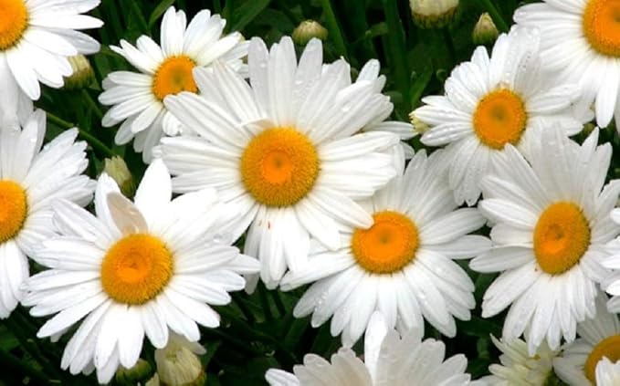 Shasta Daisy Flower Seeds, 25 Count COOL BEANS N SPROUTS Brand. Home Gardening.