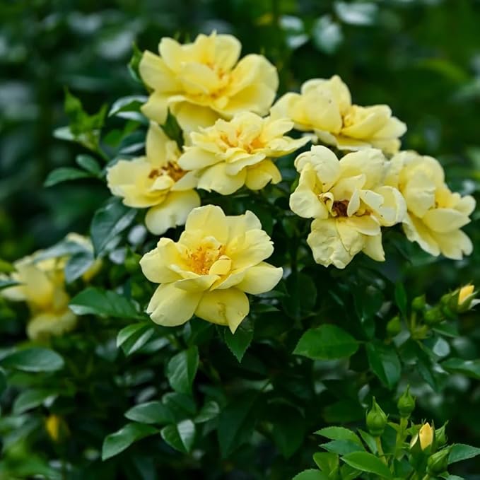 Mixrug Grandiflora Rose Seeds for Planting, 200+pcs Perennial Non-GMO Heirloom Grandiflora Rose Flower Seeds, Rare Beauty Home Garden Blooms Flowers Plants for Outdoors