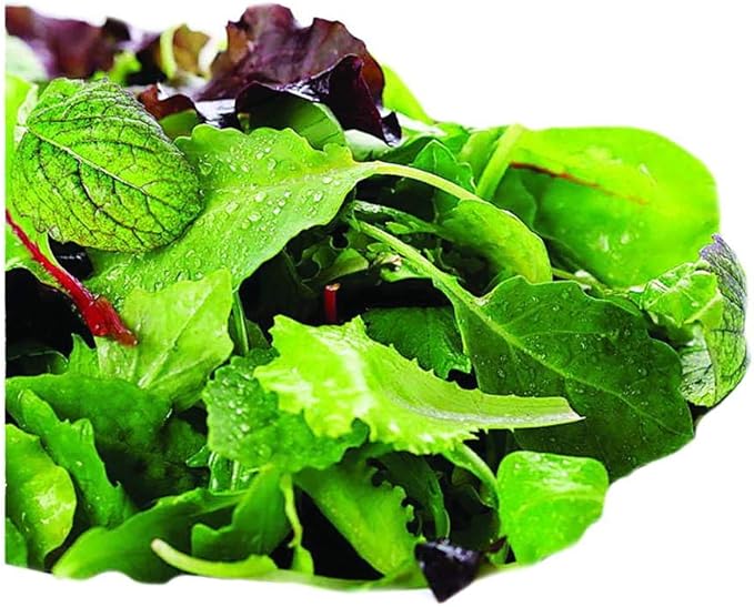 Park Seed Organic Salad Greens Seed Mix – Assorted Lettuces, Arugula, and Mustard Greens for Cool-Season Growing, Fresh Flavorful Blend for Home Gardens or Containers, Pack of 200