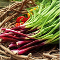 1000 Red Beard Spring Onion Seeds | Scallion Garlic Chives Purple Green Onions Perennial Asian Vegetable Seed