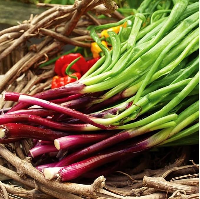 1000 Red Beard Spring Onion Seeds | Scallion Garlic Chives Purple Green Onions Perennial Asian Vegetable Seed