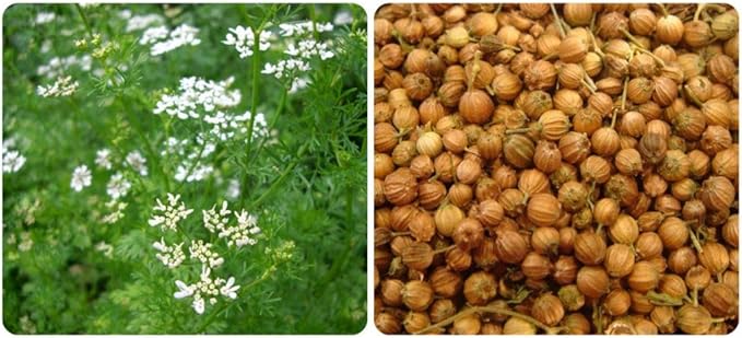 NIKA SEEDS - Seeds Herb Coriander Heirloom - 500 Seeds