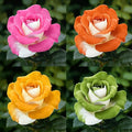 45+ Mixed Color Rose Flower Seeds for Planting, Perennial Bloom,Fragrant Garden Decor