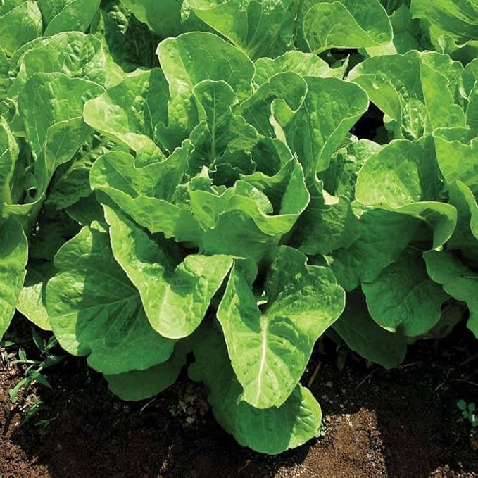 Park Seed Lettuce Salad Mix Edible Plant Seeds – Master Chef Blend with Brunia, Simpson Elite, Sierra & Red Sails Varieties, Sweet and Crisp Gourmet Greens, Pack of 600