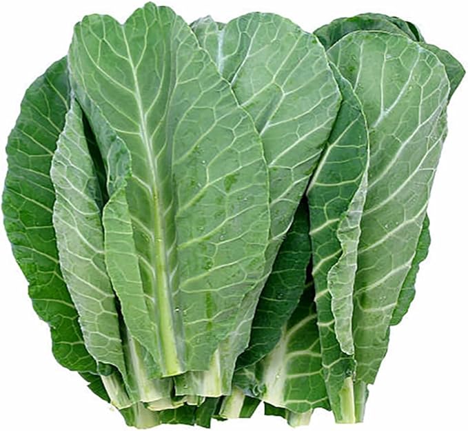 Morris Heading Collard Seeds - Blue-Green Cabbage-Like Delicious Leaves