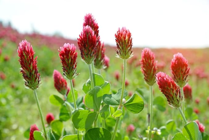Crimson Clover Seeds for Planting, 1500+ Seeds/Packet, Thick Foliage, Ground Cover & Soil Enhancing-Low Maintenance Flowering Plant, Attracts Pollinators, (Isla's Garden Seeds), Trifolium incarnatum