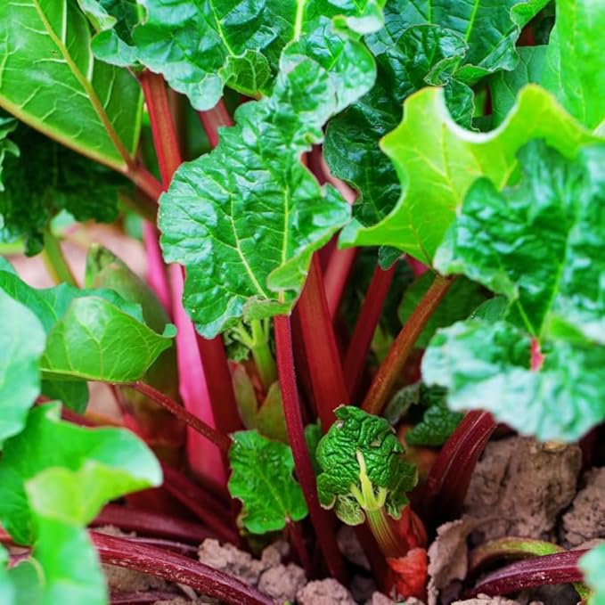 Rhubarb Plants Roots for Planting, 3-6 Inch Tall Rhubarb Plant Live Roots, Perennial and Hardy Vegetable Plants for Outdoors Garden