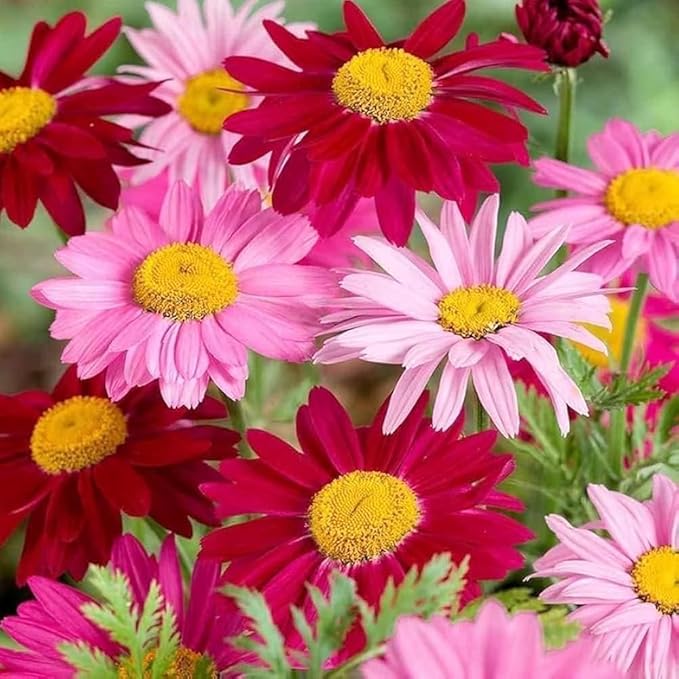 1900+ Mix Pyrethrum Seeds - Multi-Color Insect-Repelling Flowers, Practical Plants for Gardens & Balconies, Easy to Sow with High Survival Rate
