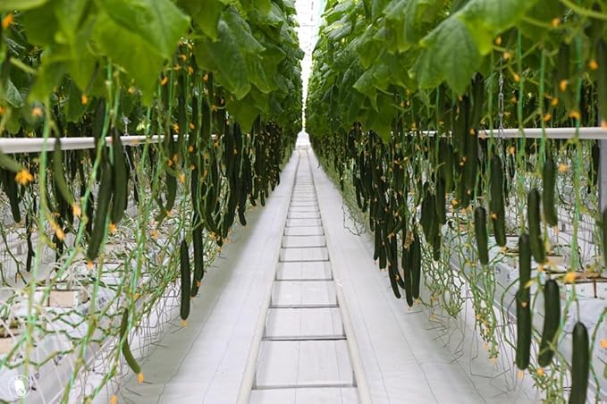 Seeds Cucumber Chinese Miracle - Open-Pollinated - Heirloom Vegetable - GMO Free