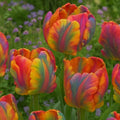 Rainbows Parrot Tulip Bulbs for Planting - Huge Bulbs for Huge Flowers, Grow Huge Rainbow Tulips (5 Bulbs)