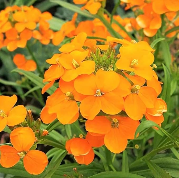 1000 Siberian WallFlower Seeds | Erysimum Cheiri Cheiranthus Allionii Orange Flowers Spring Biennial Flower Seed