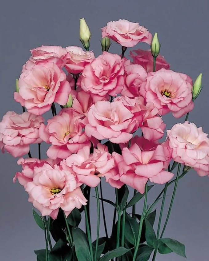 Park Seed Lisianthus Flowering Planting Seeds, Easy to Grow, Variety of Colors and Sizes, Spring Garden, Echo Mix, Pack of 25