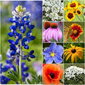Seed Needs Texas Oklahoma Region Wildflower Seeds | 2 Ounce 30,000+ Seeds 22 Annual Perennial Species Open Pollinated | Bulk Mixed Flowering Seed Mixed Color Blooms Regional Variety