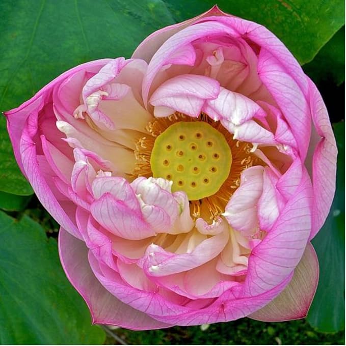20 Lotus Seeds for Planting in Water – Precut Mixed Color Lotus Flower Seeds – Water Lily Plant for Indoor Bonsai Bowl, Outdoor Ponds & Water Gardens