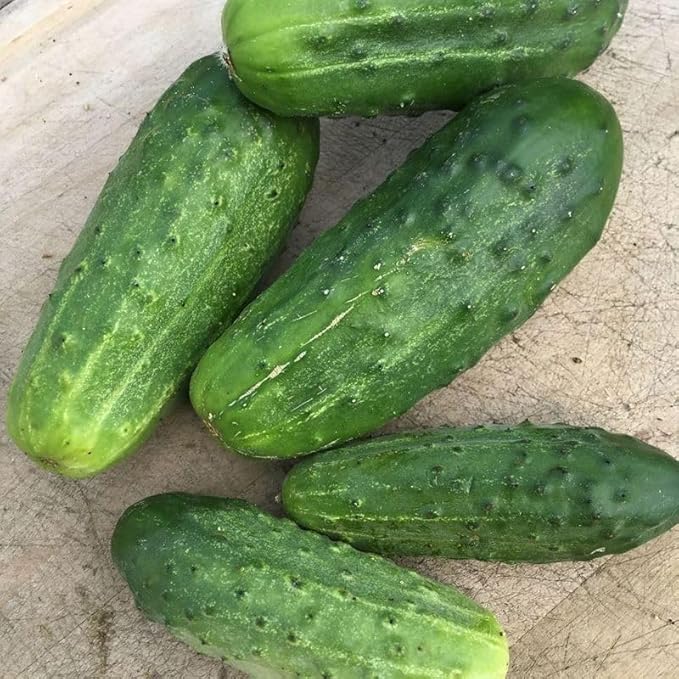 40+ Seeds Cucumber Nezhin - Vegetable Open-Pollinated