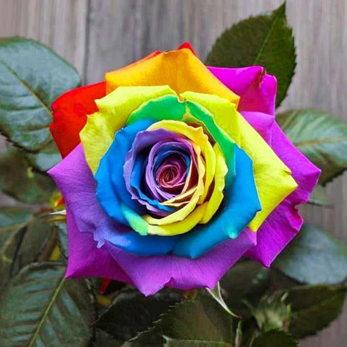 25+ Mix Rainbow Rose Seeds for Planting-for a Multicolored Garden