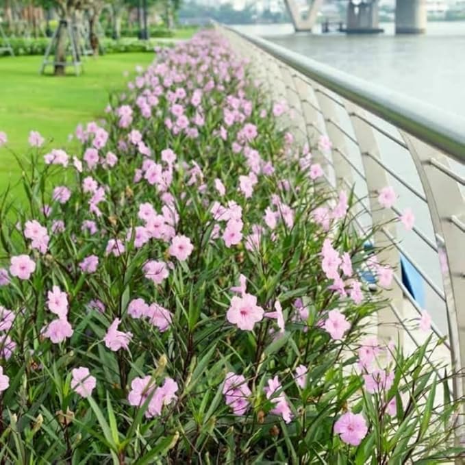 Set 6 Dwarf Pink Mexican Petunia Plants Live, Perennial Outdoor Growing, Startrer Size 4-6" in Tall, Long Blooming Season, Landscapes, Borders, Ground Cover