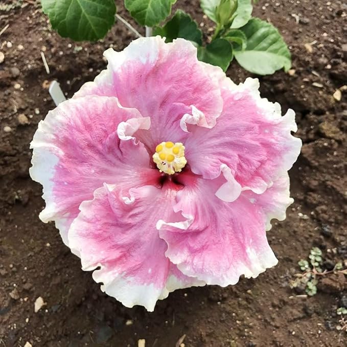 100+ Mixed Hibiscus Seeds Planting Outdoor- Perennial Rare Non-GMO Heirloom Hibiscus Flowers Plant for Your Garden Home