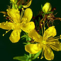 125 St. John's Wort Seeds